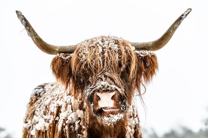 Portrait of a Scottish Highland cattle in the snow during winter. The Scottish Highlanders are used in the nature conservation of the Veluwe to ensure that heather areas do not grow densely.