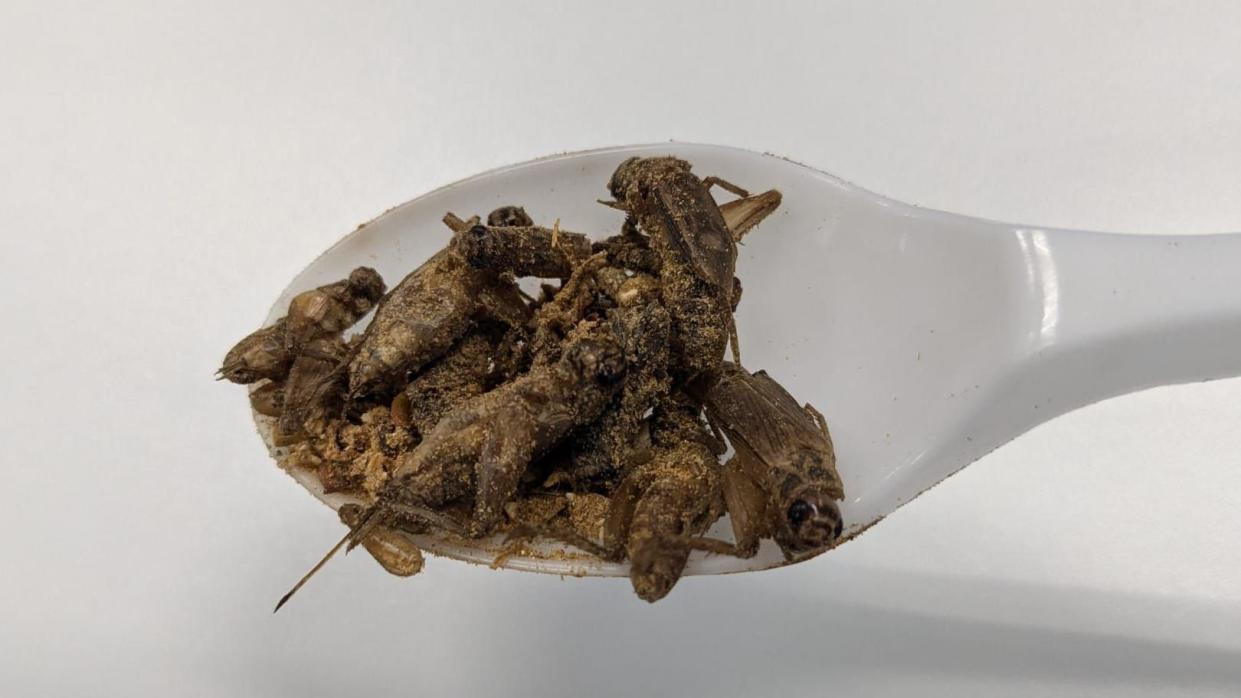 Seasoned crickets from Global Bugs Asia, a Thai-Swedish startup that offers cricket food products