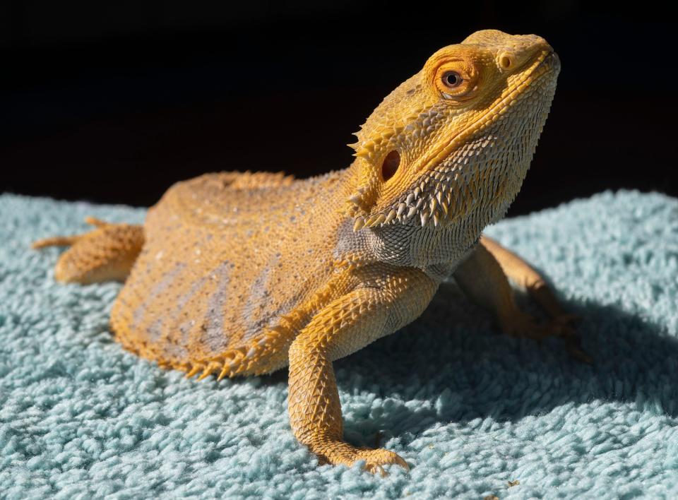 The Columbus Reptile Expo will feature live reptiles from quality breeders, supplies, prize giveaways and more Sunday at the American Legion.