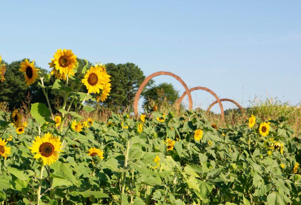 A sunflower field at the North Carolina Museum of Art, taken in August 2022.