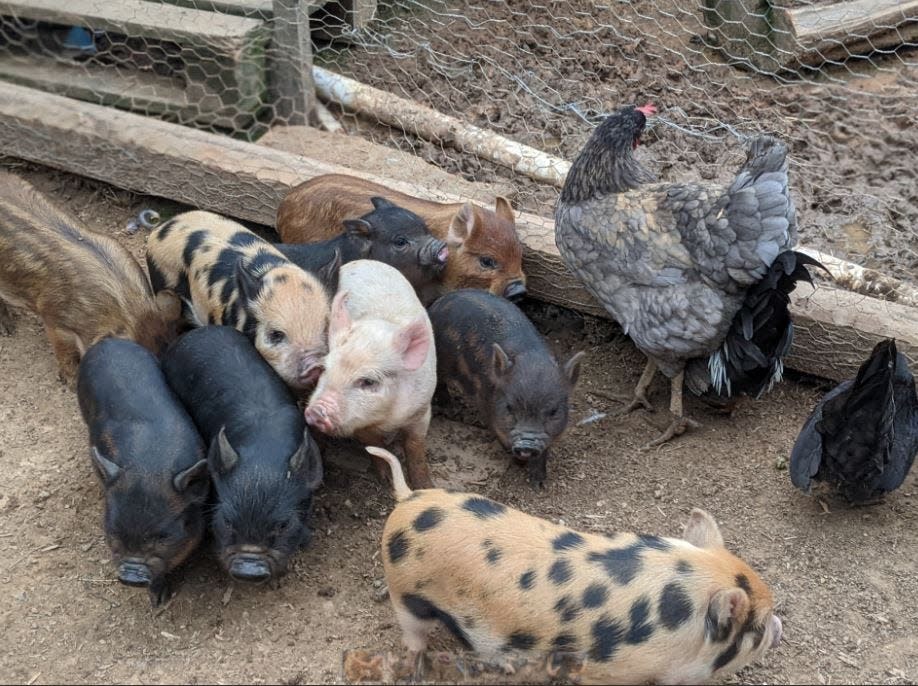 Outsiders Farm in Bowersville is assisting an Elbert County woman with finding homes for these piglets.