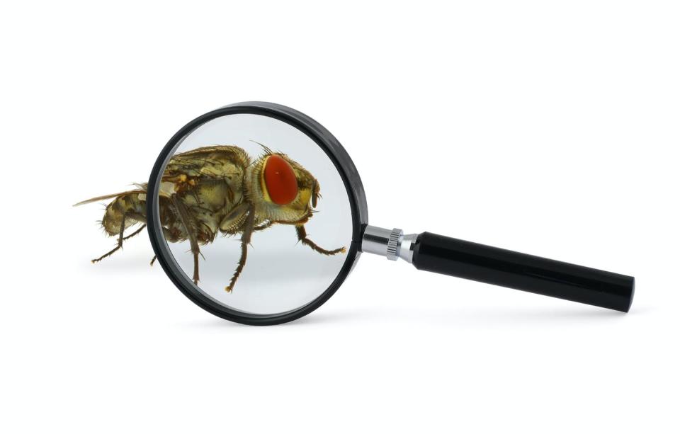   <span class="attribution"><a class="link " href="https://www.shutterstock.com/es/image-photo/magnified-fly-insect-isolated-on-white-2652036" rel="nofollow noopener" target="_blank" data-ylk="slk:Shutterstock / worker;elm:context_link;itc:0;sec:content-canvas">Shutterstock / worker</a></span>