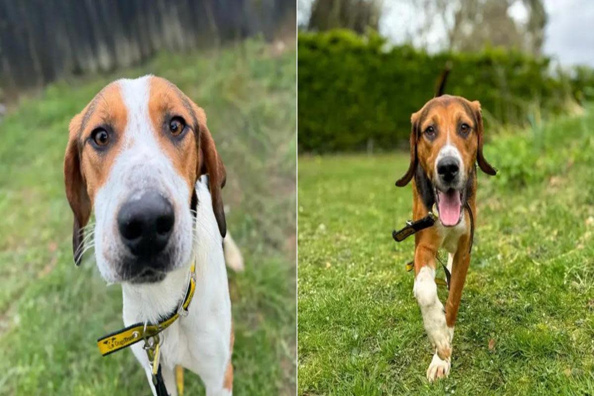 Hickory (left) and Henry (right) are looking for their forever home <i>(Image: Dog's Trust)</i>