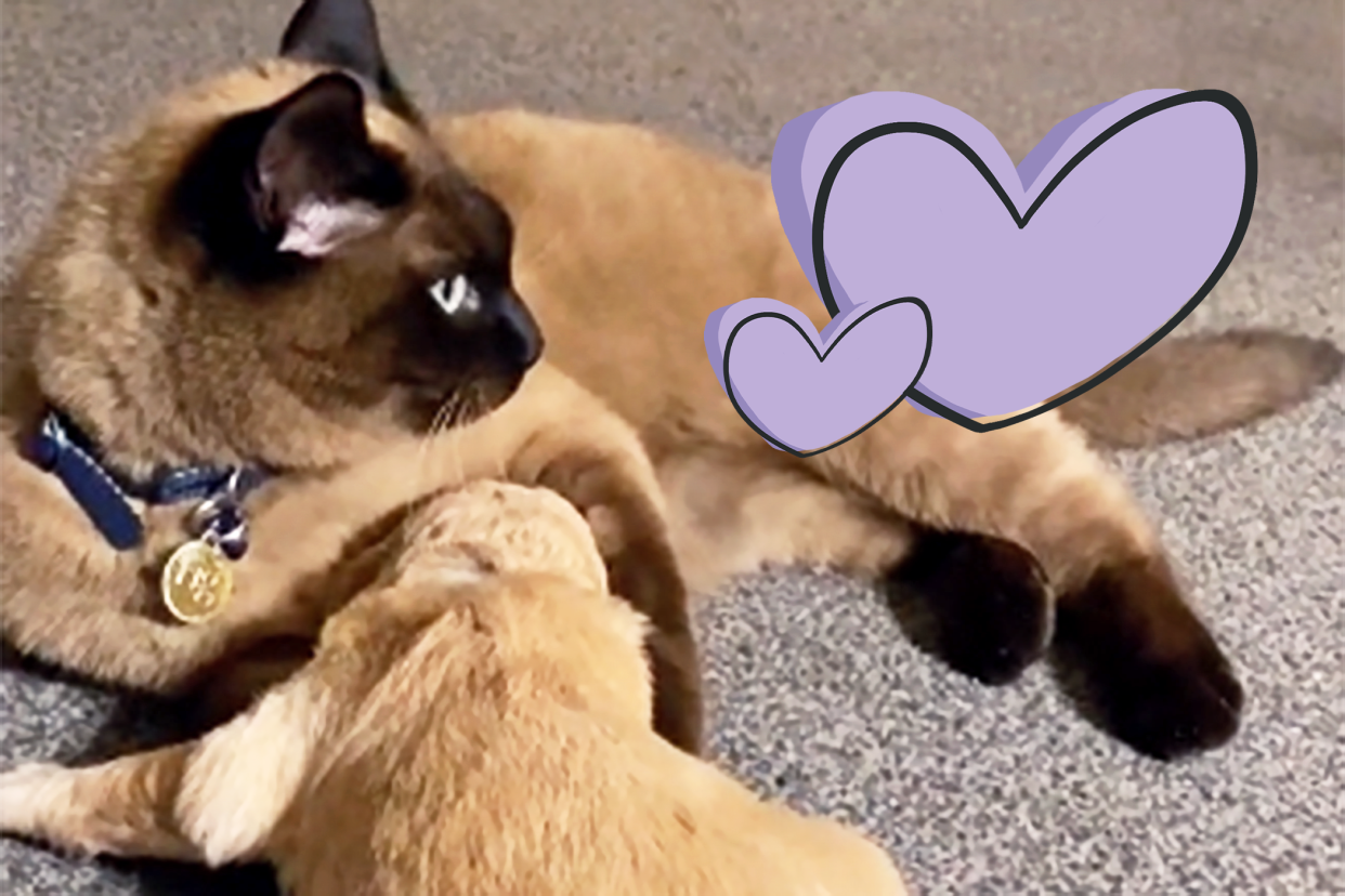 cat comforts puppy in TikTok video