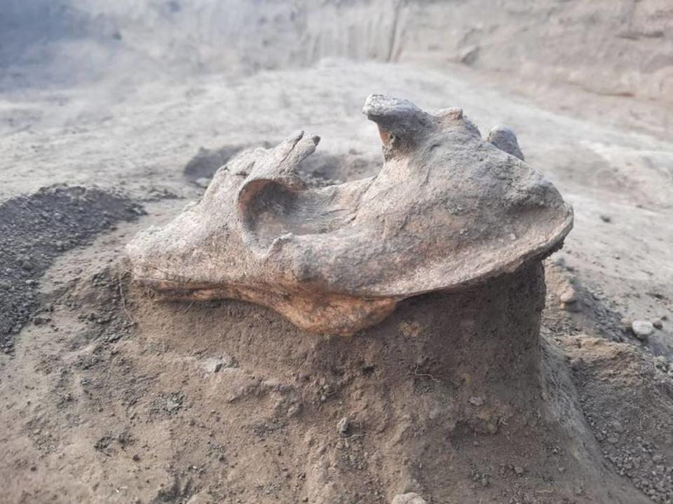 The partially cleaned wolf skull found atop the looted grave.