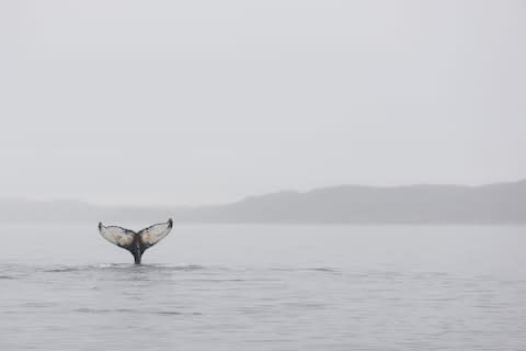 A humpback whale - Credit: GETTY