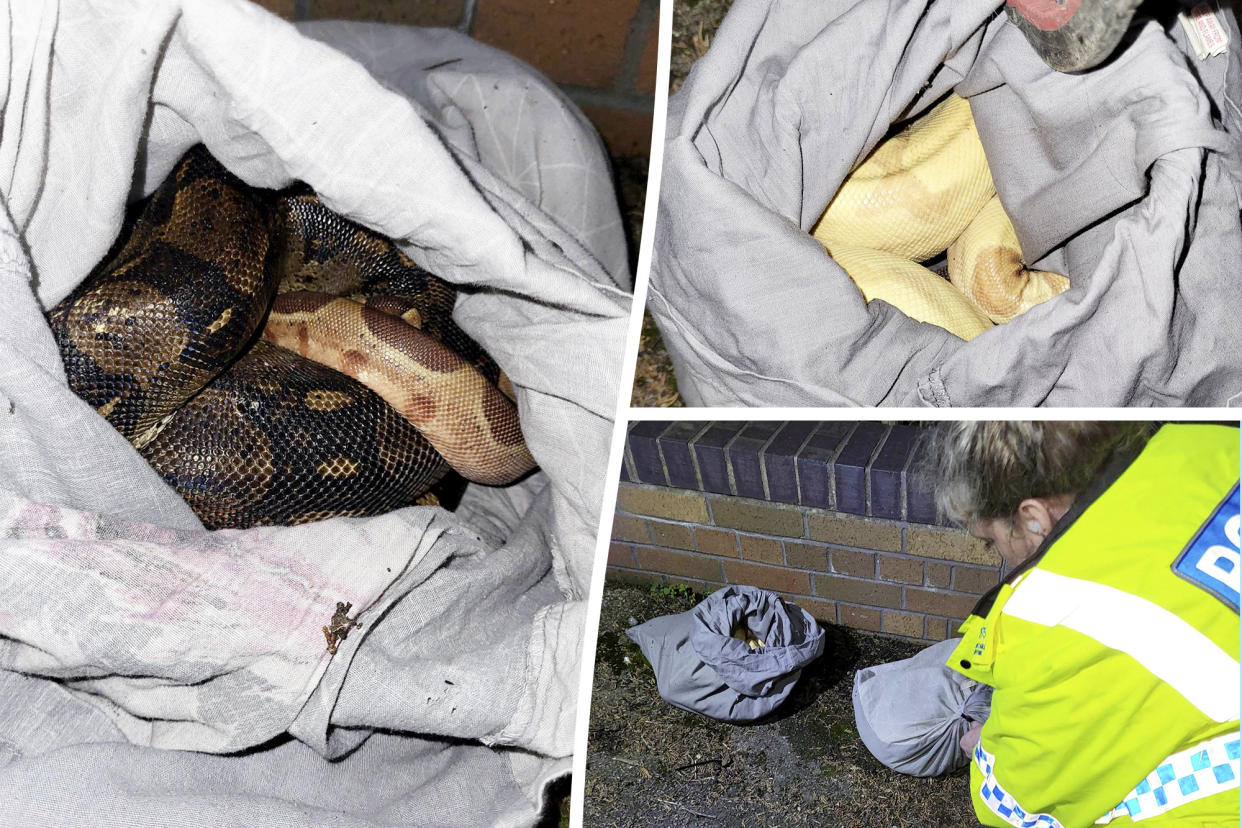 A litter-picker was shocked when she found two pillowcases containing four pythons dumped by the side of the road. (SWNS)