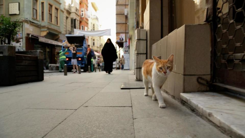 《愛貓之城》鎖定7隻伊斯坦堡的街貓，隨著這7隻可愛貓咪的視角，觀眾得以窺探這古老城市的面貌。（絕色國際提供）