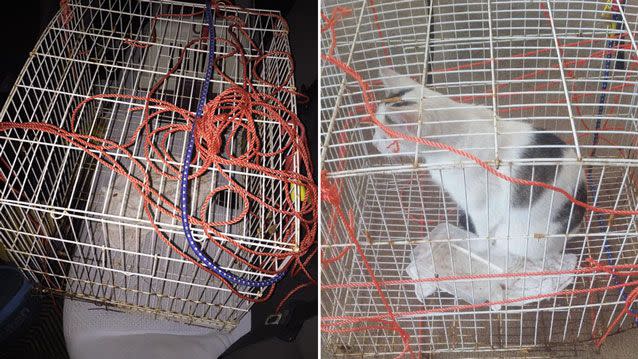 The cat was found in a cage bound by rope in a Melbourne park. Source: Facebook/ Western Suburbs Cat & Kitten Rescue