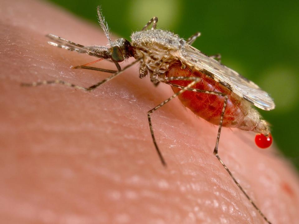 mosquito on human skin up close