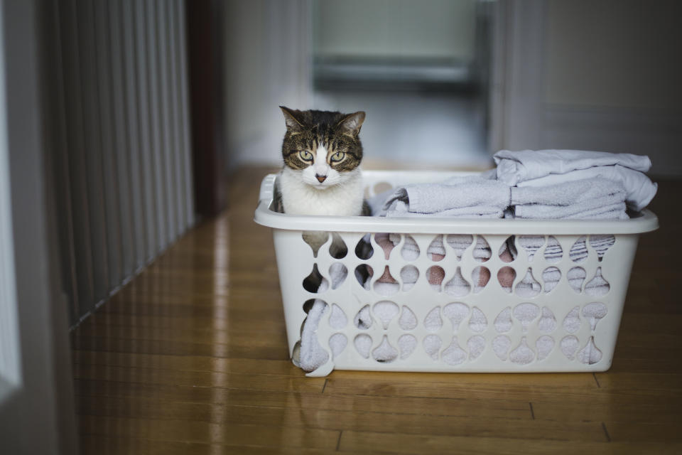 Cat in laundry basket