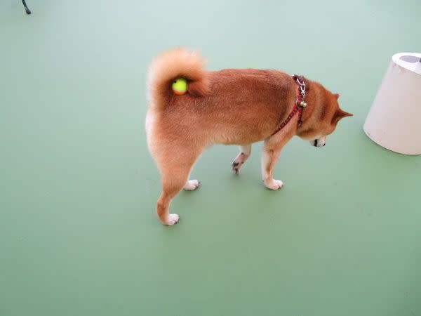 Maro低著頭努力找球，殊不知，那顆球球就這麼藏在牠捲起的尾巴裡面。（@maro0324shiba2推特）