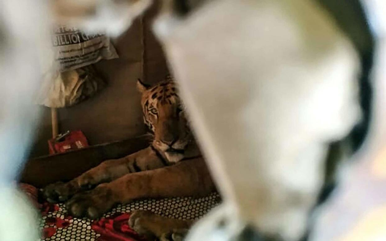 A tiger from the Kaziranga National Park is seen taking shelter in a shop - AFP