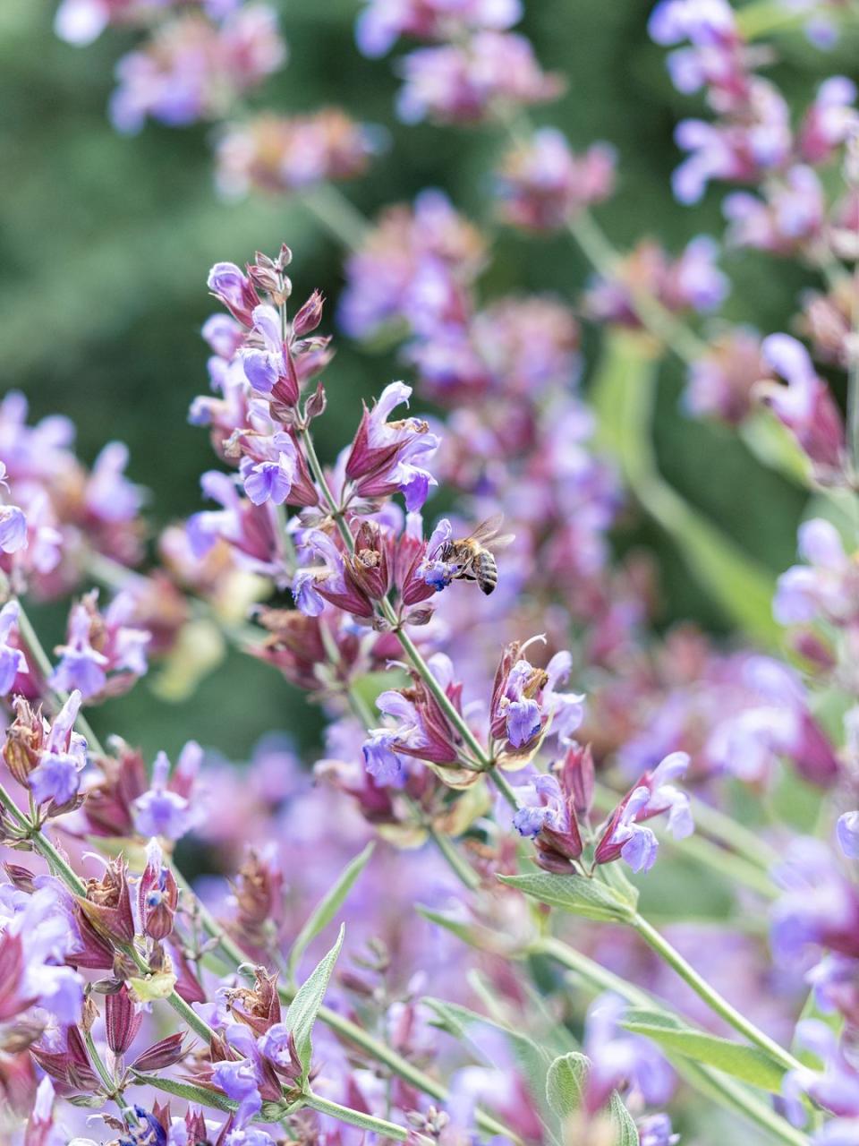 border plants