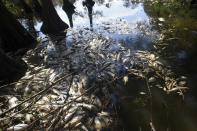 Dead fish lie around the edges of Greenfield Lake in Wilmington N.C., Sunday, September 23, 2018. The fish began dying following the landfall of Hurricane Florence but no official explanation has been given by the N.C. Department of Environmental Quality. (Matt Born/The Star-News via AP)