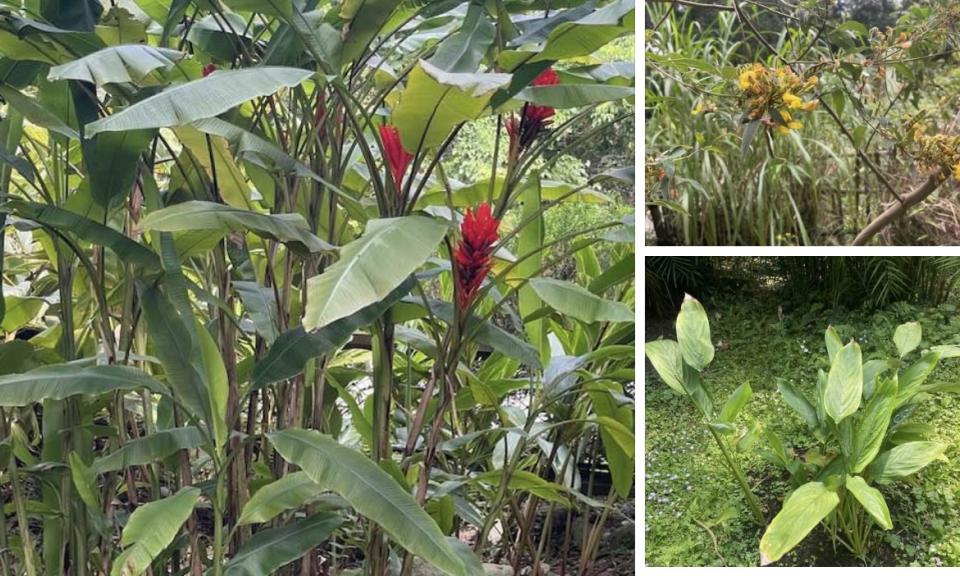 羅文嘉》和劉小姐逛植物園