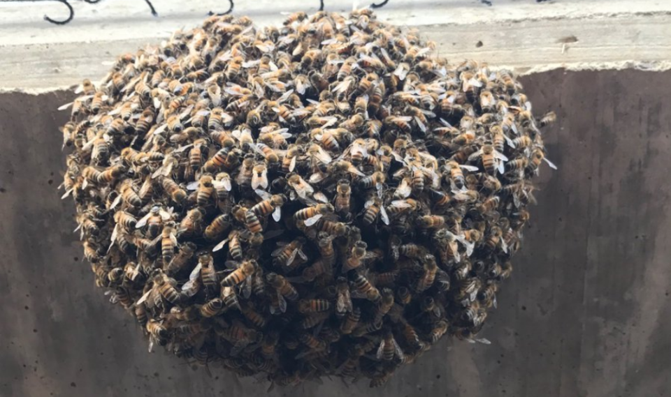 A nest of bees invaded the Double-A game between Corpus Christi and Northwest Arkansas on Sunday night. (Photo via Benjamin Kelly (@bkellypxp) on Twitter)