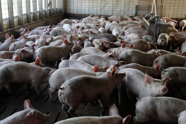 Manure from hog farms is a major potential source of renewable natural gas. (Photo: via Associated Press)