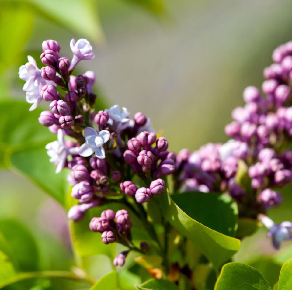 Fragrant French lilac the Carpe Diem