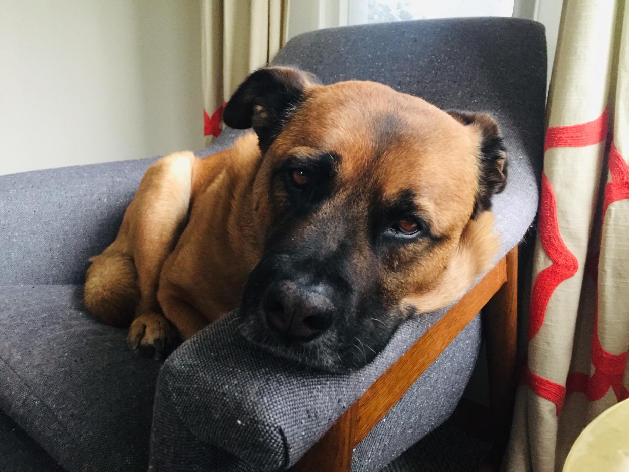 Bradley Bear of Los Angeles curls up on chair. When fireworks are exploding, he paces around the house frantically and tries to get on top of nightstands.