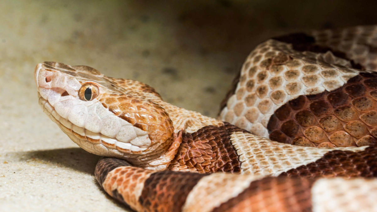 Hot weather is waking B.C. snakes from their slumber. Here's how to  identify them