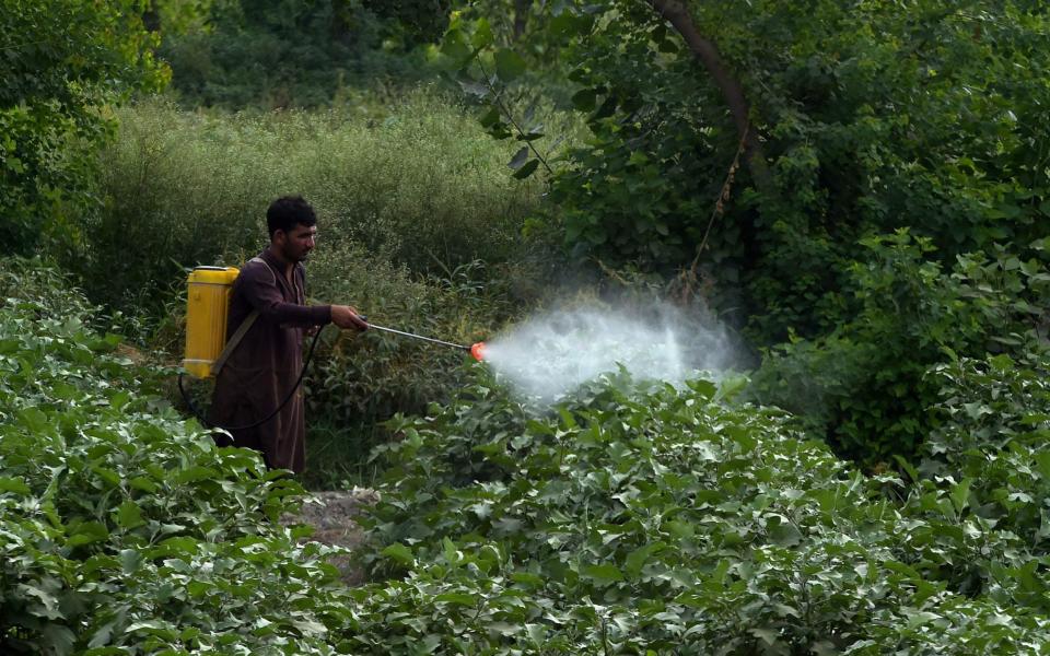 A farmer sprays pesticide on a vegetable field - ABDUL MAJEED/AFP