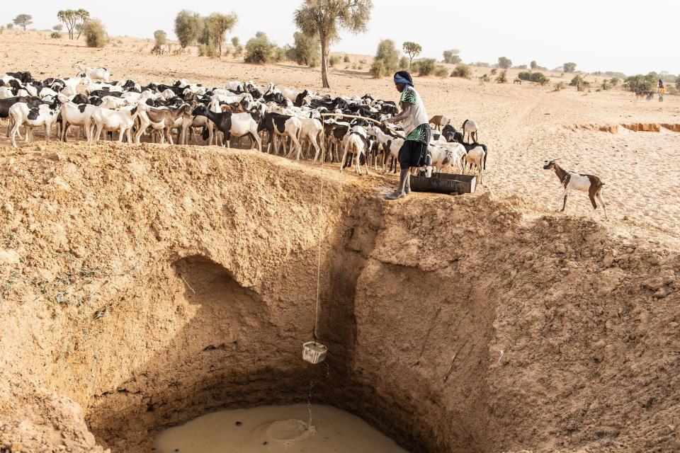 An image of a pastoralist raising a bucket from a deep hole made in a dry river bed to provide water for their herd of goats.