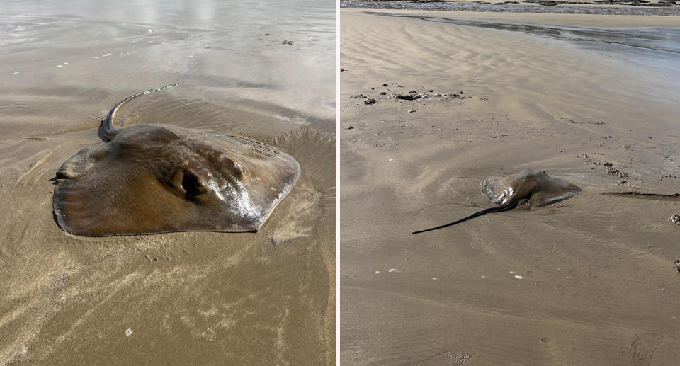 Adult stingray washed up in shallow water at Gerroa beach, New South Wales. 