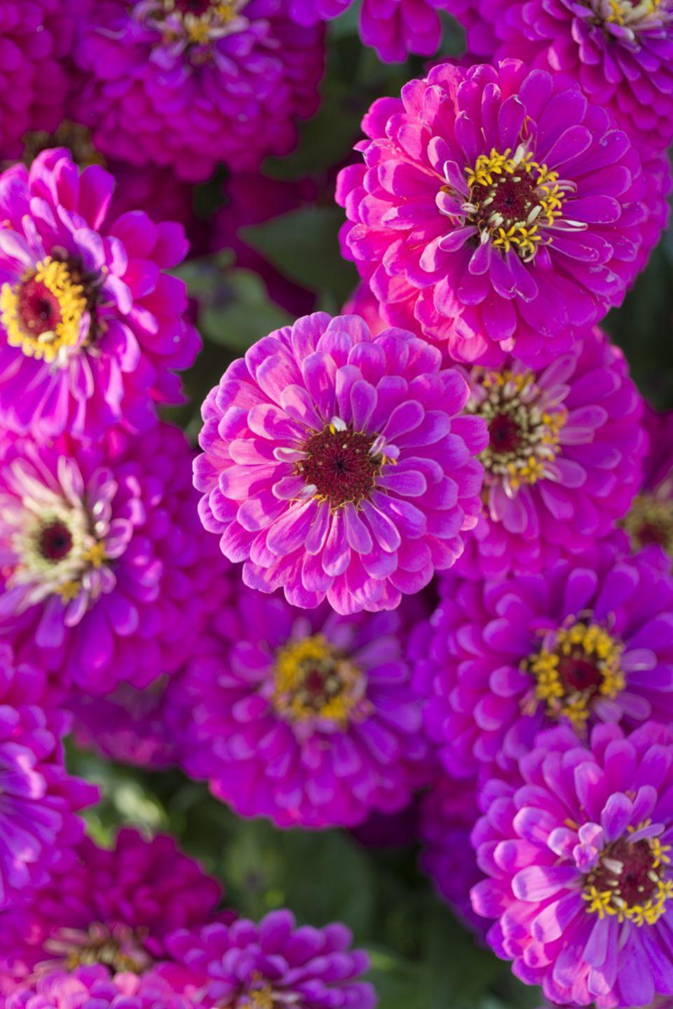 Hot pink zinnias