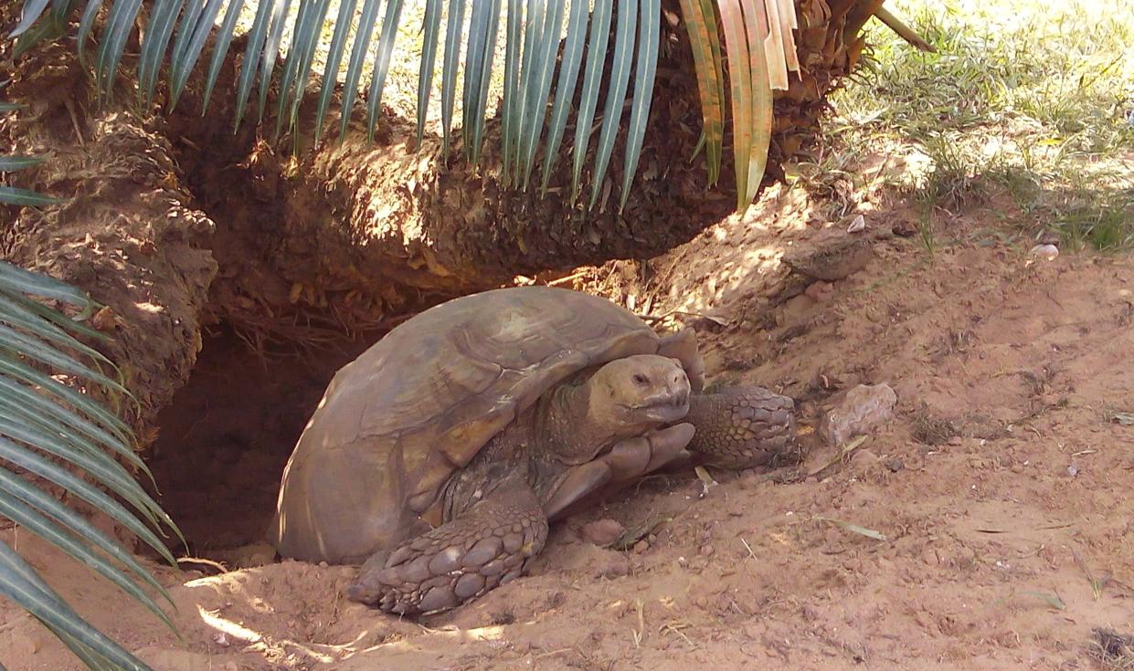 The tortoise emerges from its burrow that serves as home; the fronds for its shelter. A tortoise in its natural habitat close to humans, yet without human interference depicts animal freedom at its best.