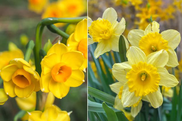 <p>Getty Images</p> Jonquil (L) vs. Daffodil (R)