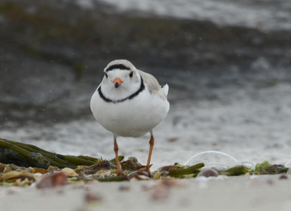 OSTERVILLE 04/28/21 A piping plover feeds at the water line at Dowses Beach in Osterville.Steve Heaslip/Cape Cod Times 