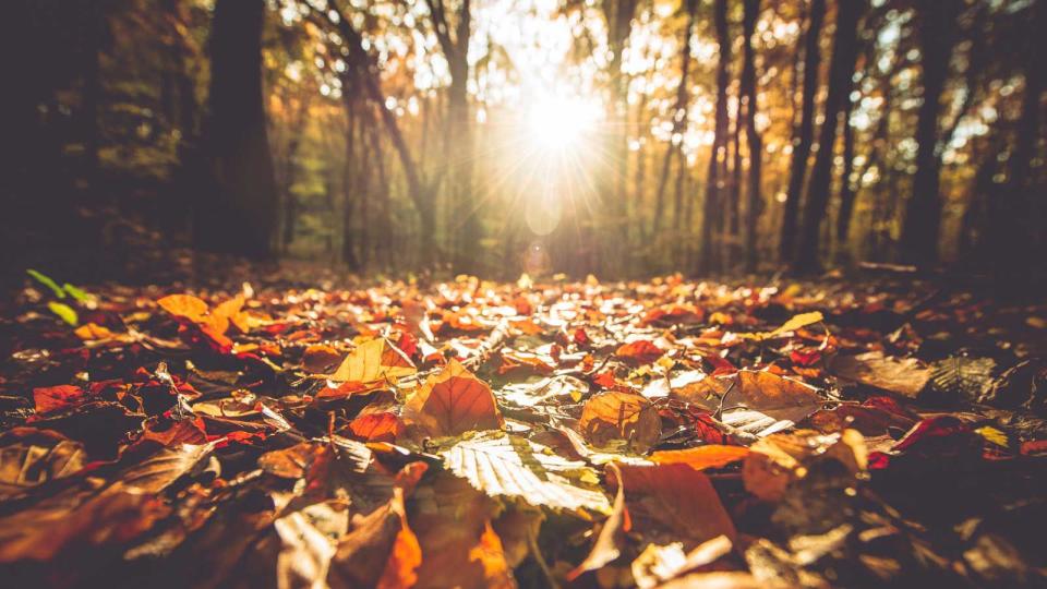 Leaves Fall Instagram