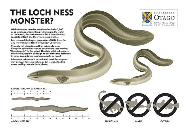 歐洲鰻（European eel）會是「尼斯湖水怪」（Loch Ness Monster）嗎？（Otago University）