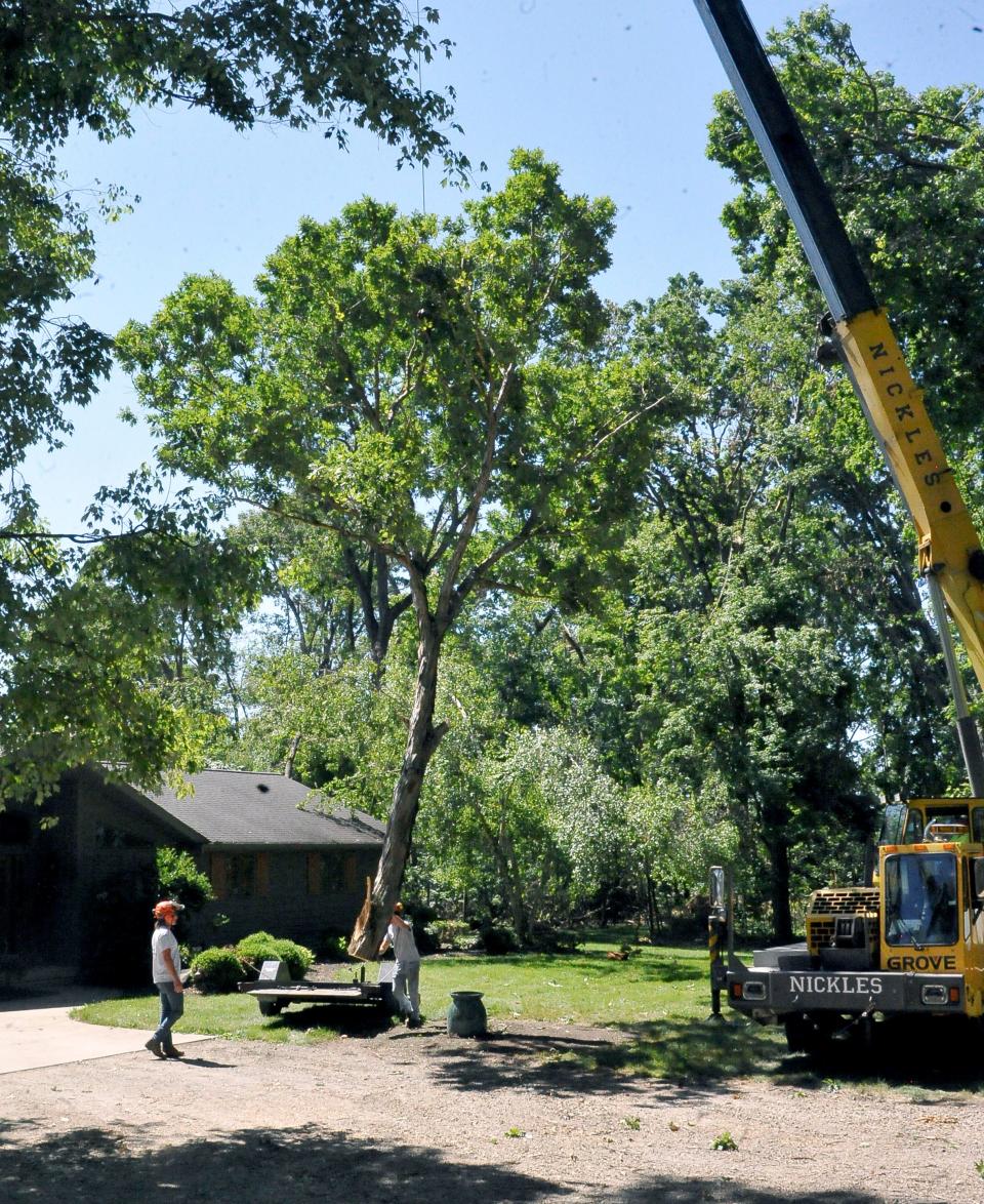 Team members of Maibach Tree Services work together to bring down the top of an oak tree at a work site on Monday, June 27.