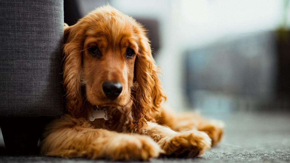 Cocker spaniel