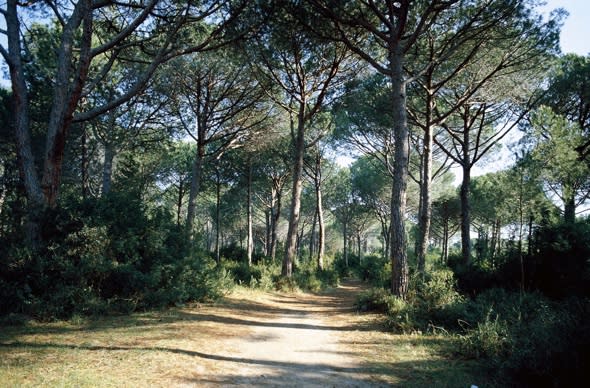 Missing doctor found living in Tuscany forest after 19 years