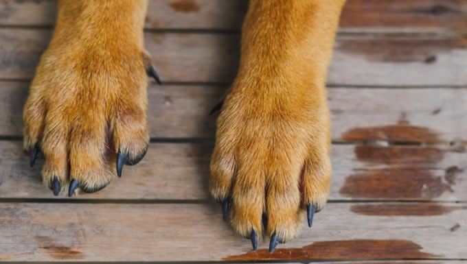 Inflammation of the Superficial Veins in Dogs: Symptoms, Causes, & Treatments