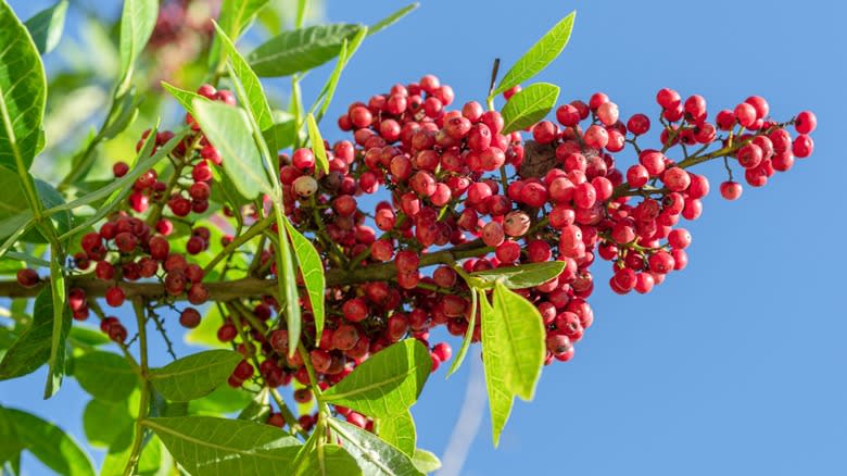 Pink peppercorns growing on the plant