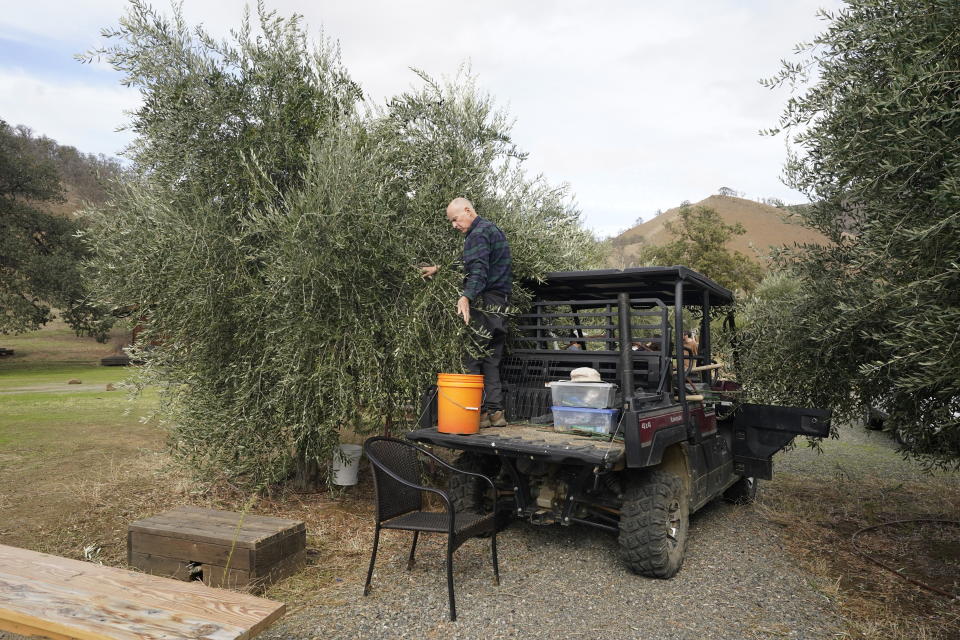 Former California Gov. Jerry Brown stands on the bed of an all-terrain vehicle to pick olives during harvest time at his home near Williams, Calif., Saturday, Oct. 30, 2021. (AP Photo/Rich Pedroncelli)