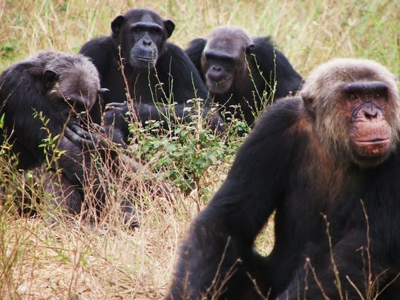 Chimpanzees at the Tchimpounga Sanctuary for primates in Pointe Noire, Republic of Congo.