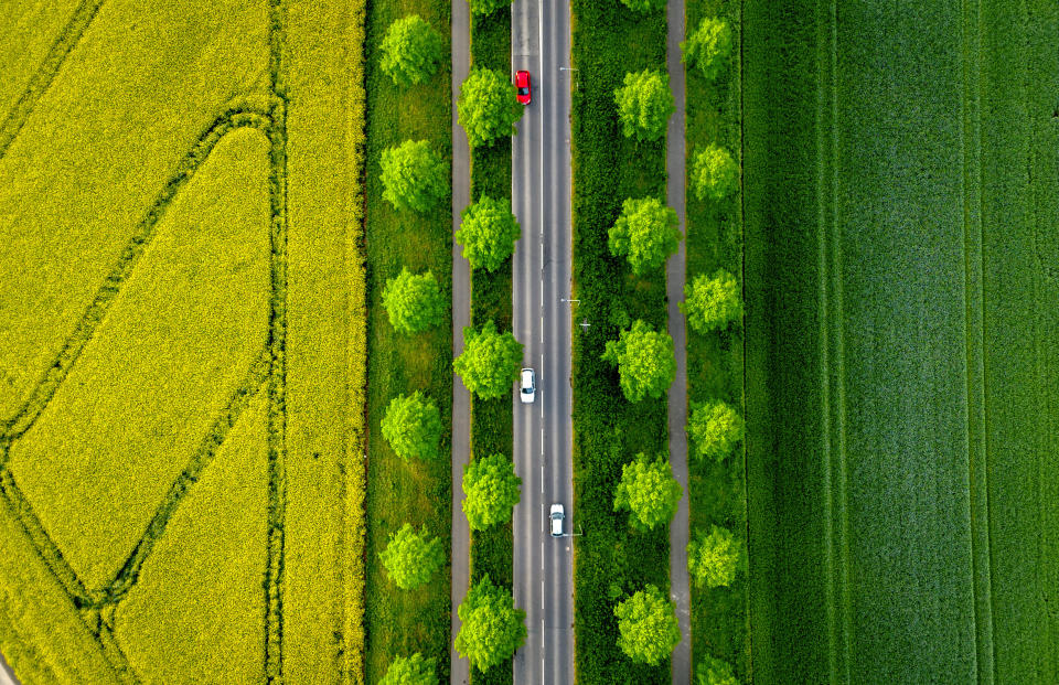 Cars drive along a road flanked by rape fields on the outskirts of Frankfurt, Germany, April 22, 2024. (AP Photo/Michael Probst, File)