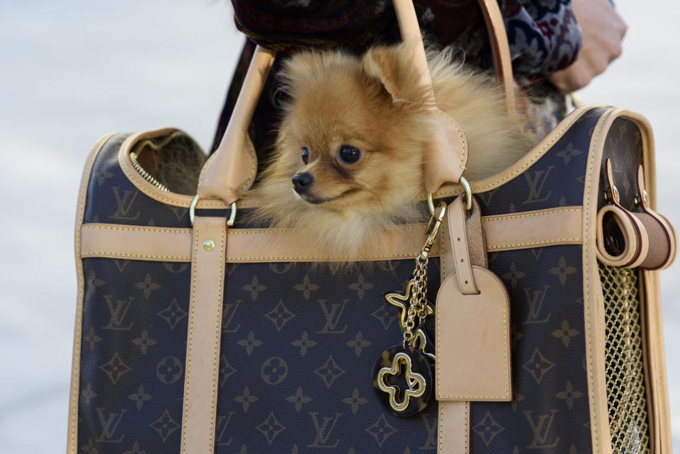 LISBON, PORTUGAL - OCTOBER 08:  Brunay Cloe wears Valentino shoes, Versace dress, Louis Vuitton bag dog, Dior sunglasses and Lulu da Pomerania dog during Lisbon Fashion Week 'ModaLisboa' Spring/Summer 2018 at Pavilhao Carlos Lopes  on October 8, 2017 in Lisbon, Portugal.  (Photo by Juan Naharro Gimenez/Getty Images)