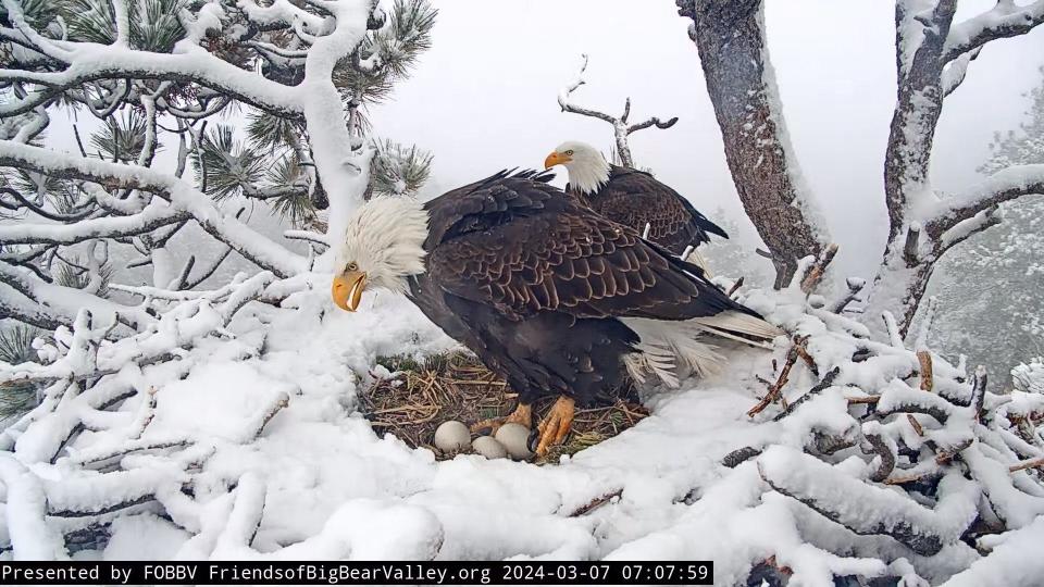 Via tree-top cameras, an army of concerned wildlife lovers are watching Jackie and Shadow’s three unhatched bald eagle eggs in a nest high atop a pine tree in Big Bear.