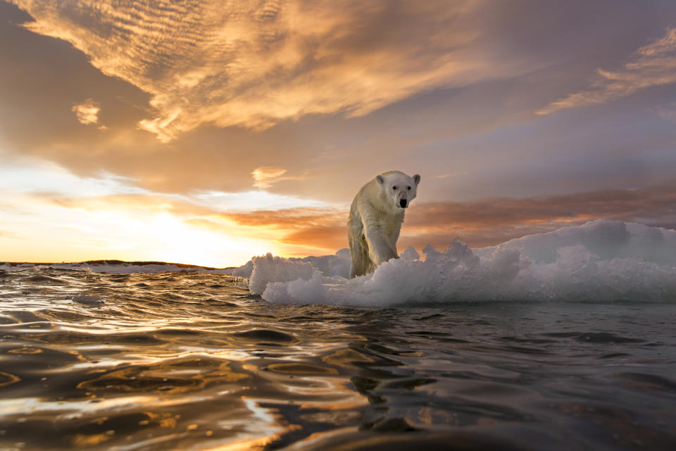 Canada, Nunavut Territory, Repulse Bay, Polar Bear (Ursus maritimus) stands on melting sea ice at sunset near Harbour Islands. Photo: Getty