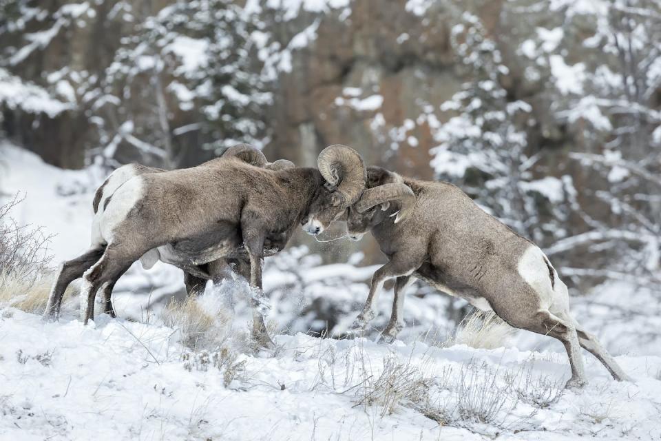 People, animals, even very simple organisms can be in conflict. <a href="https://www.gettyimages.com/detail/photo/bighorn-sheep-rams-in-rut-butting-heads-royalty-free-image/1057145660" rel="nofollow noopener" target="_blank" data-ylk="slk:Stan Tekiela Author/Naturalist/Wildlife Photographer/Moment via Getty Images;elm:context_link;itc:0;sec:content-canvas" class="link ">Stan Tekiela Author/Naturalist/Wildlife Photographer/Moment via Getty Images</a>