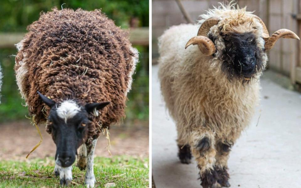 A Shetland ewe and a Valais ram - Max Willcock/BNPS