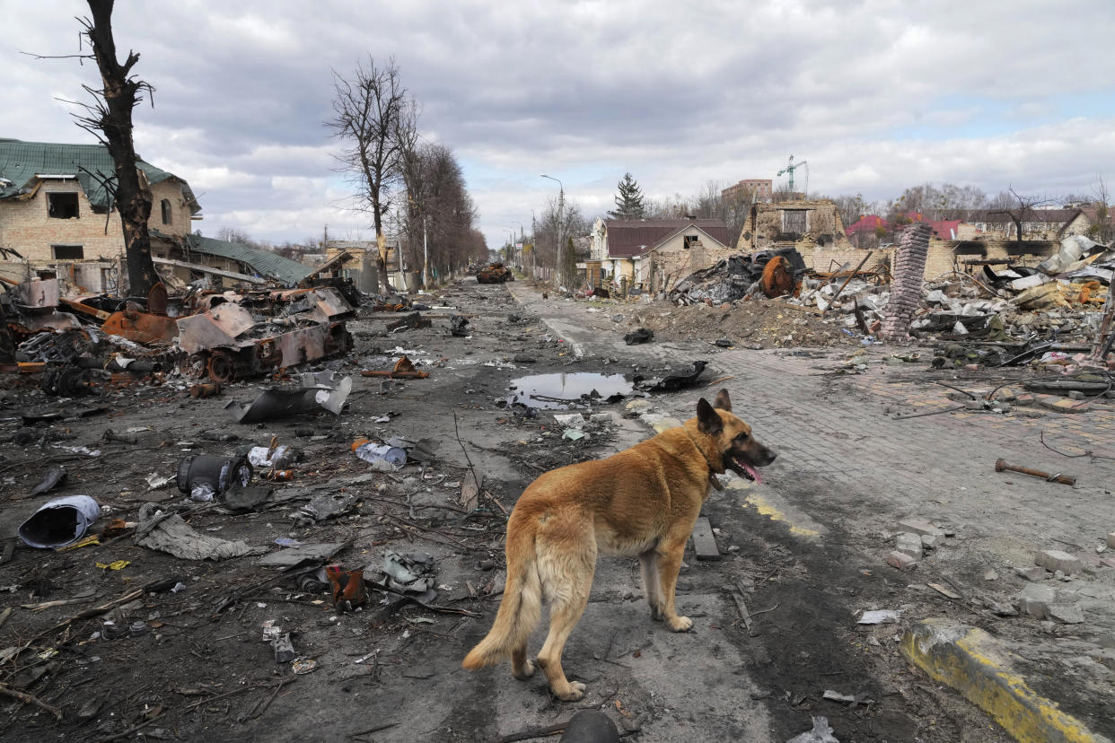 Un perro se pasea entre los restos de casas y vehículos militares rusos, el lunes 4 de abril de 2022, en Bucha, cerca de Kiev, Ucrania. (AP Foto/Efrem Lukatsky)