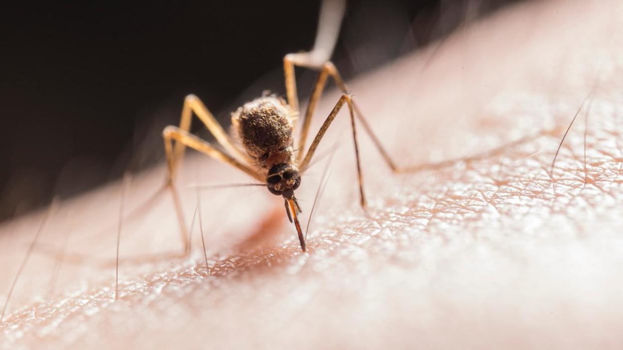 Ross River virus was detected in a record number of mosquitoes in Queensland this summer. Picture: SUPPLIED.