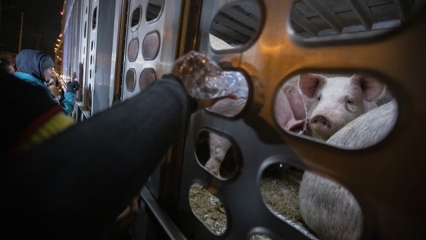 A pig is given water at the Farmer John processing plant.